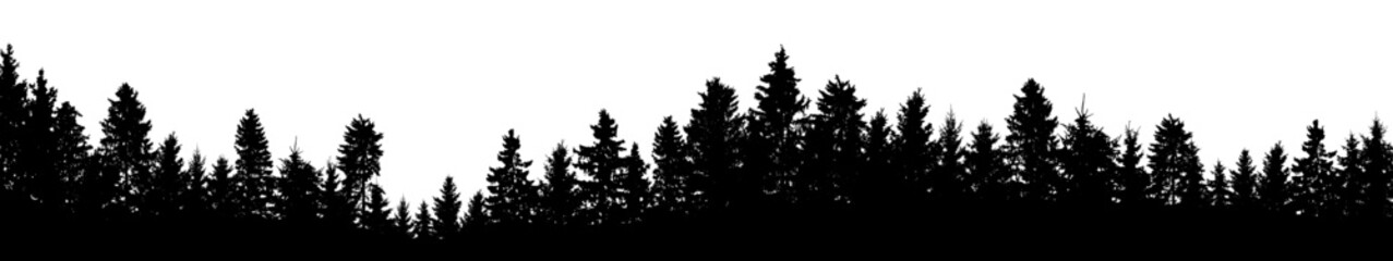 Beautiful forest, black silhouette, coniferous trees. Vector illustration