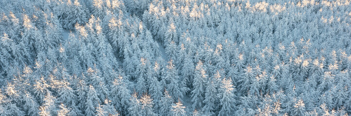 Amazing morning winter forest landscape. Aerial view of snow-covered larch trees. The tops of the trees are illuminated at sunrise. Cold snowy weather. Northern nature. Wide panoramic background.