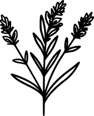 Lavender | Black and White Vector illustration