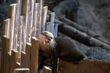 無邪気なコツメカワウソ