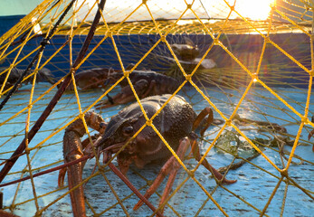Crayfish in fisherman's traps on lake. Catching crayfish, crabs, lobster. Caught crayfish on river...