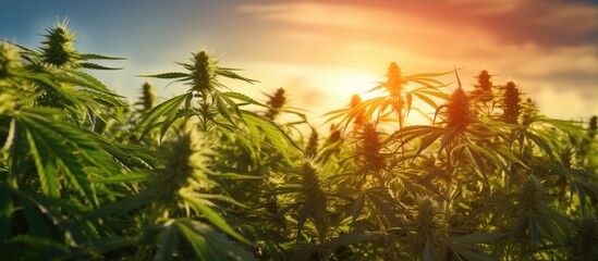 Medical cannabis plant growing in a green field with backlight - obrazy, fototapety, plakaty