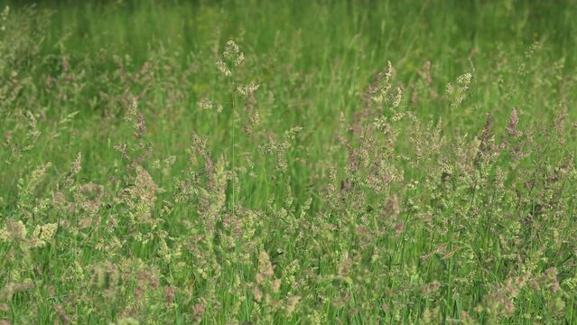 Grass in meadow, close up. Steigerwald, Bavaria, Germany, Europe