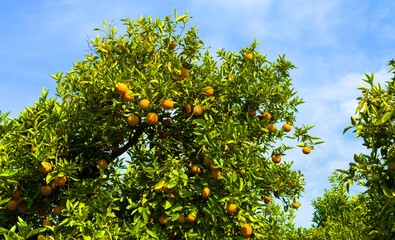 Fototapeta na wymiar Orange fruits harvesting in Spain. Mandarin and Orange fruit farm field. Sweet tangerine citrus production and Orange Harvest season. Mandarin trees at farm plant. Citrus plantation. Mandarin oranges.