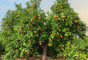 Fototapeta na wymiar Orange fruits harvesting in Spain. Mandarin and Orange fruit farm field. Sweet tangerine citrus production and Orange Harvest season. Mandarin trees at farm plant. Citrus plantation. Mandarin oranges.