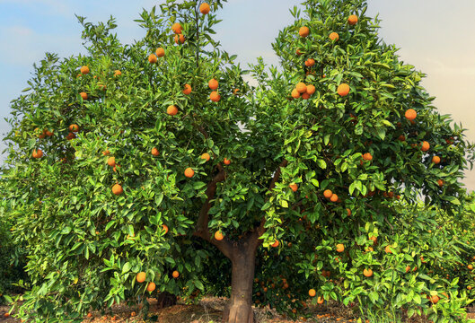 Orange fruits harvesting in Spain. Mandarin and Orange fruit farm field. Sweet tangerine citrus production and Orange Harvest season. Mandarin trees at farm plant. Citrus plantation. Mandarin oranges.