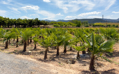 Fototapeta na wymiar Palm farm field in Spain nursery. Small size palm trees plants. Agricultural field with palms. Growing palm trees on a farm. Oil palm nursery. Oil palms seedlings in nursery. Palms field