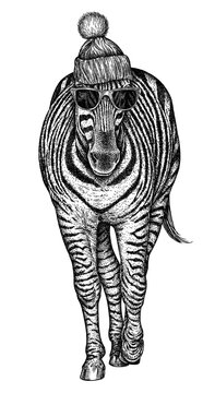 Vintage engraving isolated zebra horse glasses dressed fashion set illustration ink sketch. Wild equine background nag mustang animal silhouette sunglasses hipster hat art. Hand drawn image