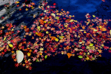 川を流れる紅葉したモミジ
