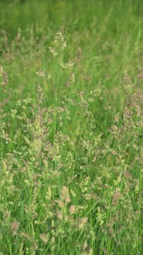 Grass in meadow, close up. Steigerwald, Bavaria, Germany, Europe