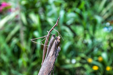 stick insect on a branch