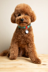 A small beautiful red poodle in the collar on a light gray background. Close up pet portrait. Front view