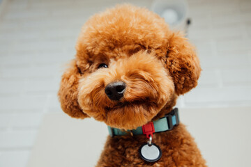 A small beautiful red poodle in the collar on a light gray background. Close up pet portrait....
