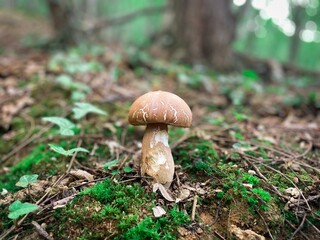 Selective focus of small brown mushroom growing in the forest after the rain