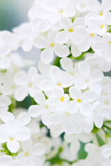 Blooming lilac flowers. Macro photo.