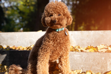A small red poodle sits on concrete steps with yellow leaves in an autumn park. Sunny morning. Autumn leaf fall. Front view