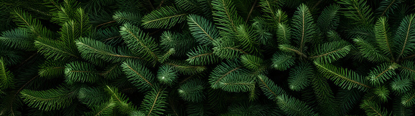 Fir branches green needle abstract background Christmas texture. Horizontal composition, banner.