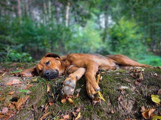 Selective focus of big brown dog in the forest lying down on the ground