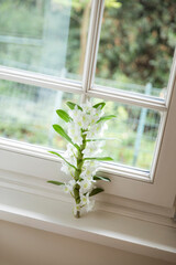 Delicate White Orchid Flower Arrangement on a Window Sill