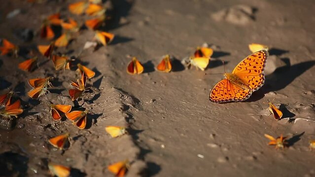 Many butterflies sit on the shore of a pond, drinking water. Orange butterflies in a large cluster.