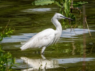 A Little Egret (egretta garzetta) pauses between attempts to catch lunch, its white feathers wet and its eye on something moving