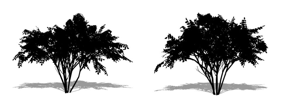 Set or collection of Japanese Angelica trees as a black silhouette on white background. Concept or conceptual vector for nature, planet, ecology and conservation, strength, endurance and  beauty