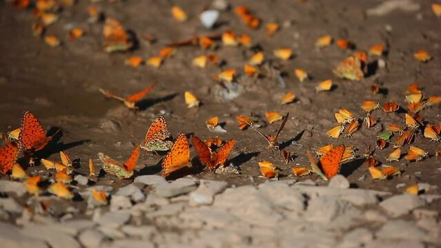Many butterflies sit on the shore of a pond, drinking water. Orange butterflies in a large cluster.