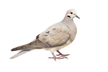 Fototapeta premium closeup image of a Eurasian collered dove Streptopelia decaocto cut out and isolated on a white background. ipgeon cut out