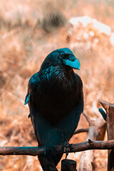 schwarzer Rabe in der Natur