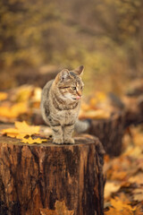 Photo of a striped kitten in the autumn forest. © Елена Косинова