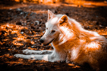 Schneewolf am entspannen