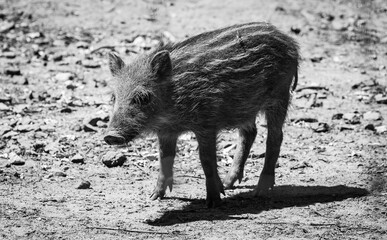 Wildschwein in der Sonne