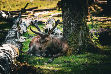 Rehe am entspannen