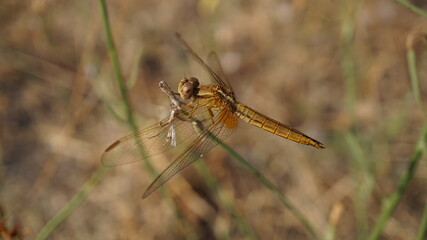 close up of dragonfly on a branch