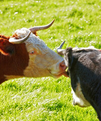 Two hereford cows together and licking each other on farm pasture. Hairy animals cleaning eyes against green grass on remote farmland and agriculture estate. Raising live cattle for dairy industry - obrazy, fototapety, plakaty