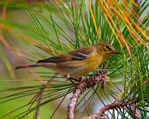 Finch Photo and Image.  Close-up side view perched on a pine tree branch in its environment and habitat surrounding.