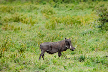 male of common warthog and red-billed starling on his back look closely at camera in natural environment in African Park. Natur background Africa travel and protection of wild animals concept