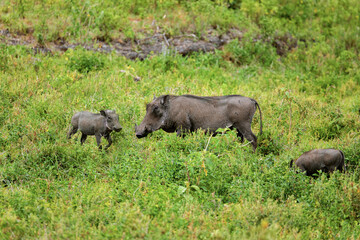 female with baby of common warthog look closely at camera in natural environment in Tanzanian Park. Natur background Africa travel and protection of wild animals concept