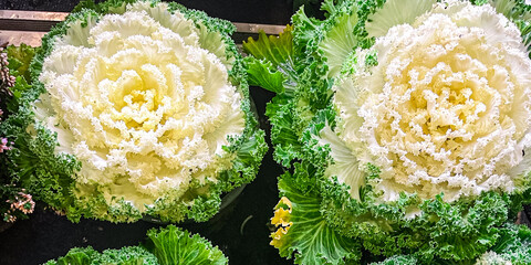 Brassica decorative cabbage beautiful plant fresh flower on the table copy space food background...