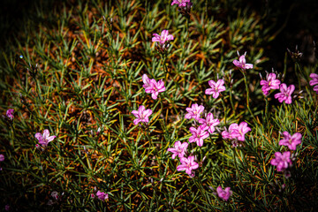 Schöne Blume in Nahaufnahme