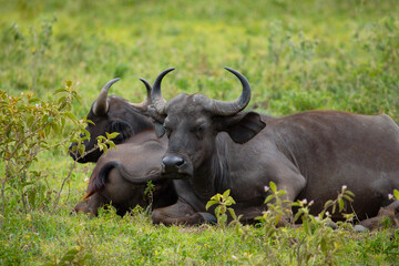 African black buffaloes in a natural environment