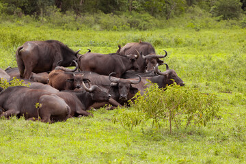 Obraz premium African black buffaloes in a natural environment