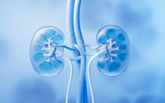 Kidney with biology and health care concept, 3d rendering.