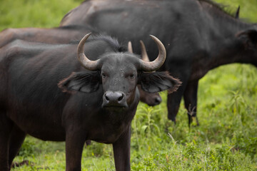 Fototapeta premium African black buffaloes in a natural environment
