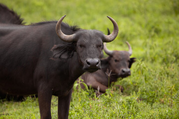 African black buffaloes in a natural environment