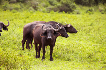 African black buffaloes in a natural environment