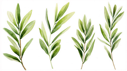 set of watercolor green leaves rosemary. Collection botanical vector isolated on white background suitable for Wedding Invitation, save the date, thank you, or greeting card, white background
