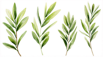 Fototapeta premium set of watercolor green leaves rosemary. Collection botanical vector isolated on white background suitable for Wedding Invitation, save the date, thank you, or greeting card, white background