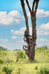 olive baboon anubis sits on a tree with their babies