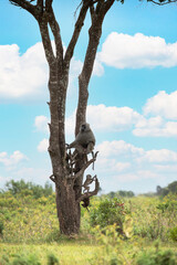 olive baboon anubis sits on a tree with their babies